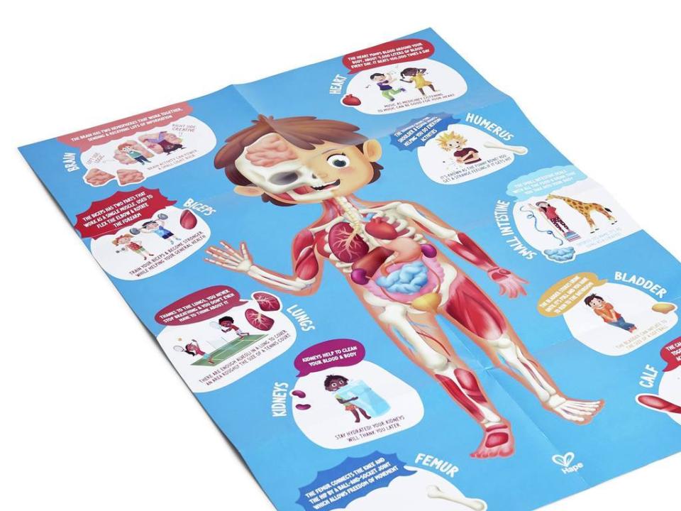 K-rperpuzzle-4 Bodenpuzzle Mein Körper - Plakat mit wissenswerten Informationen über den Körper. KiTa-Spielewelt